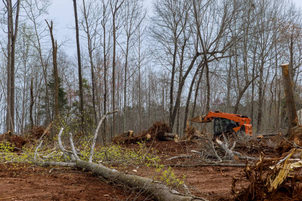 Trusted Franklin, NH Tree Removal Services Experts