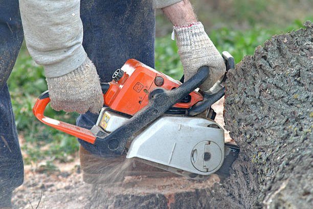 How Our Tree Care Process Works  in  Franklin, NH